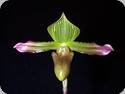 Paph. virens